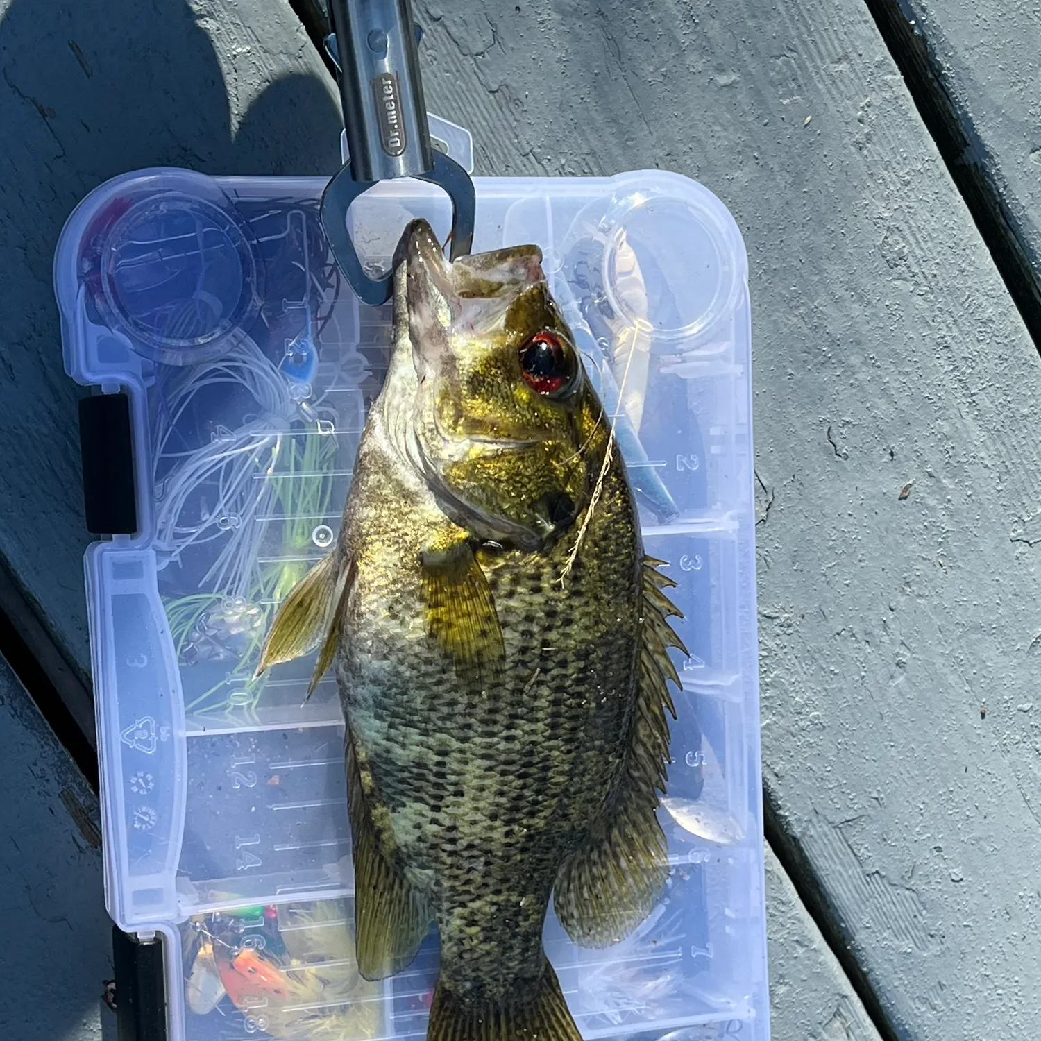 Rock bass caught on Fishbrain