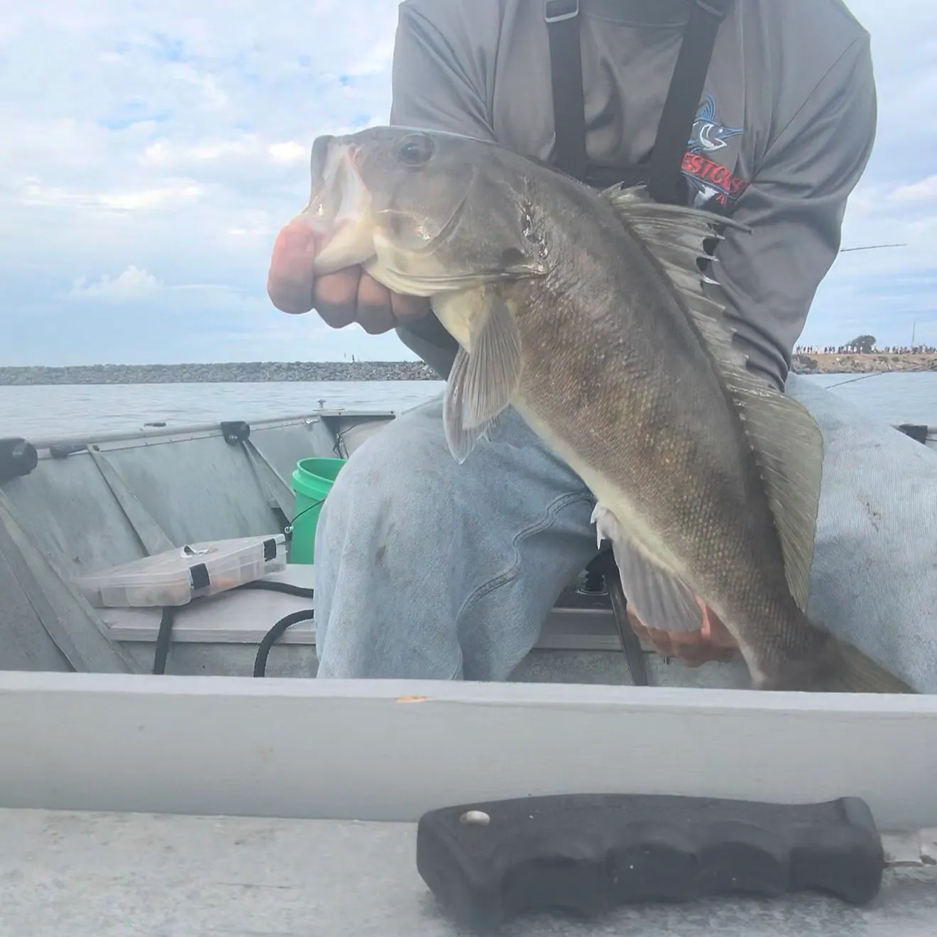 Barred sand bass caught on Fishbrain