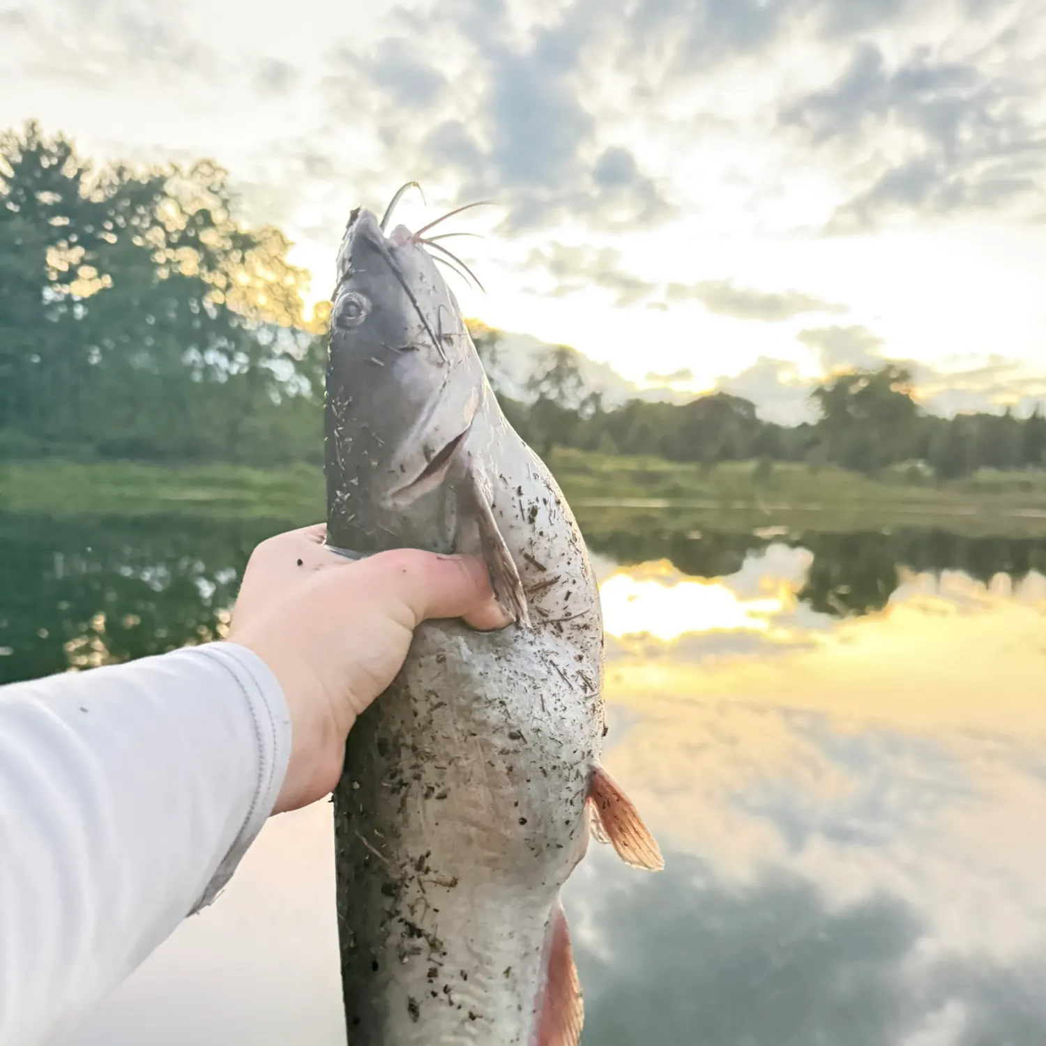 Channel catfish caught on Fishbrain