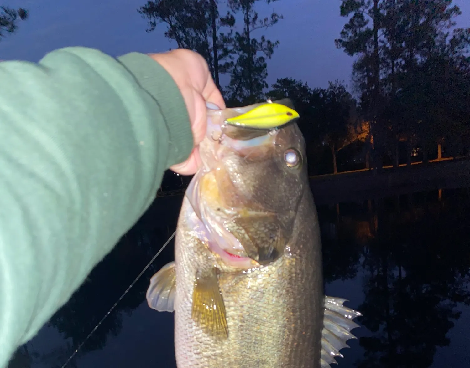 Florida bass