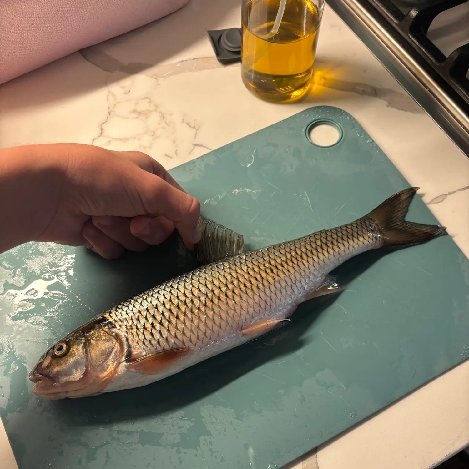 Fallfish caught on Fishbrain