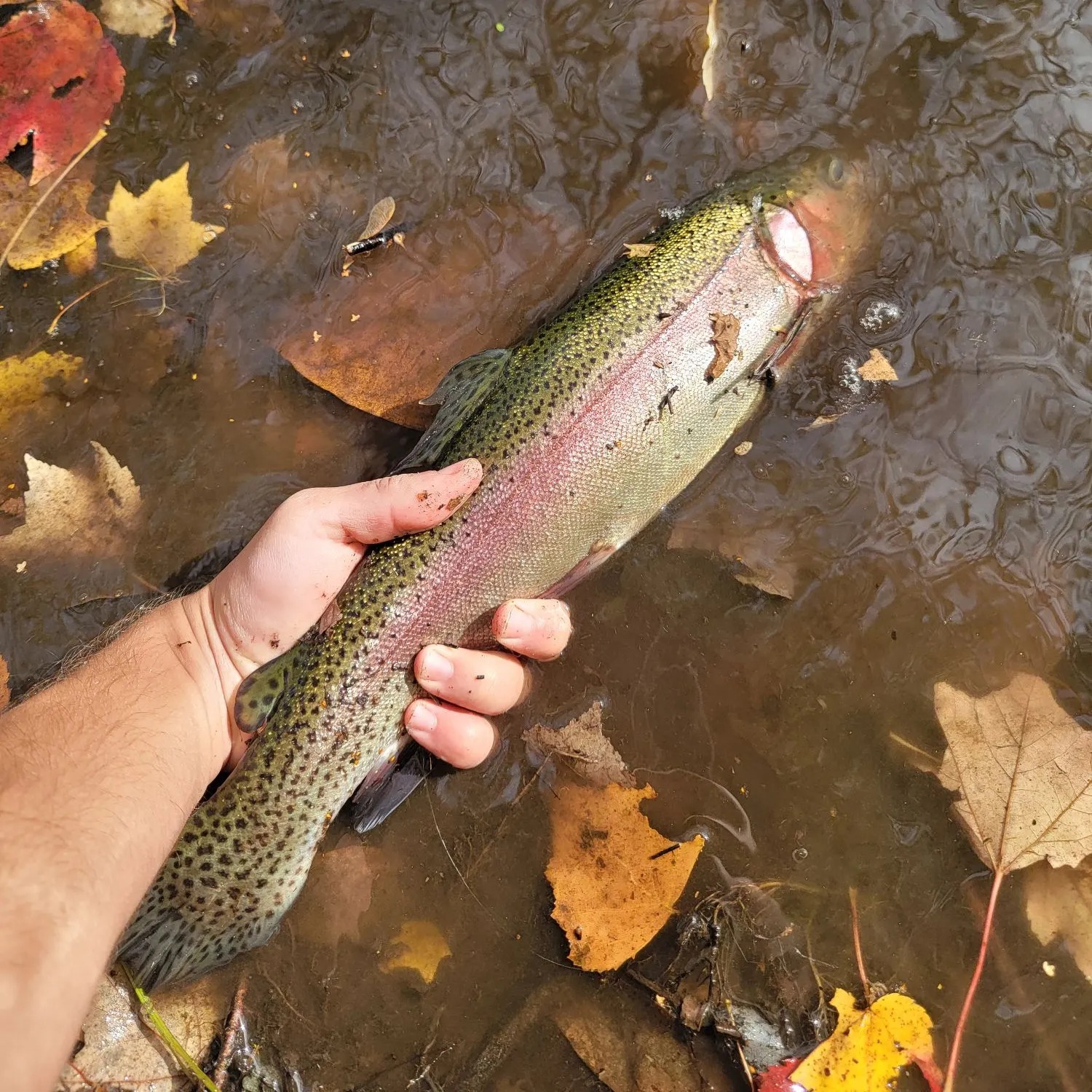 Rainbow trout caught on Fishbrain