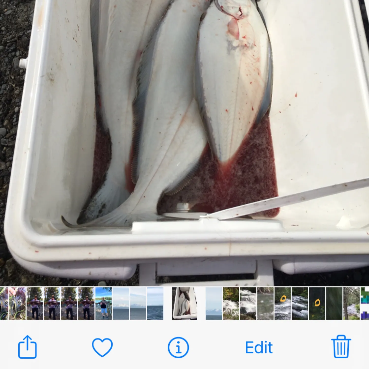 recently logged catches