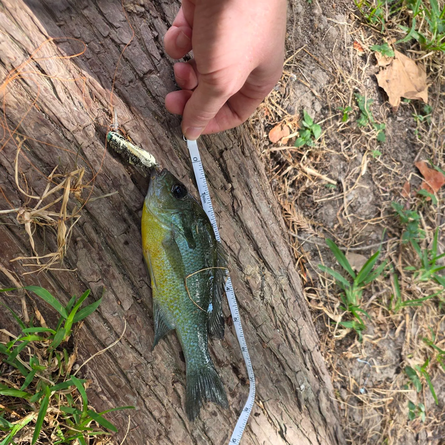 Redbreast sunfish caught on Fishbrain