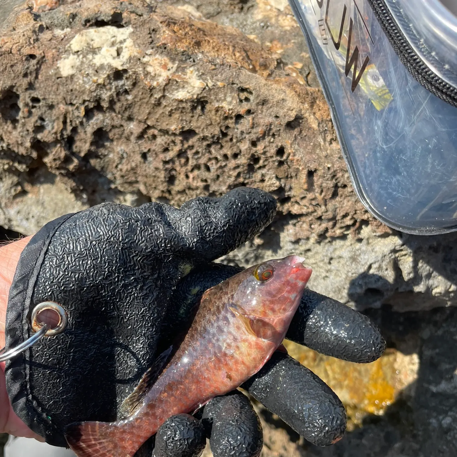 The most recent Austrolabrus maculatus catches on Fishbrain