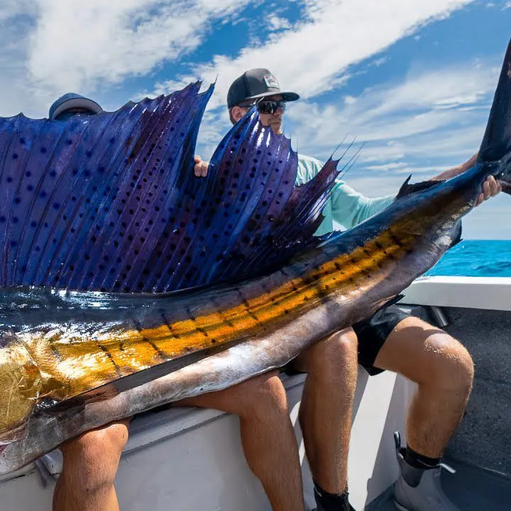 The most recent Atlantic sailfish catches on Fishbrain