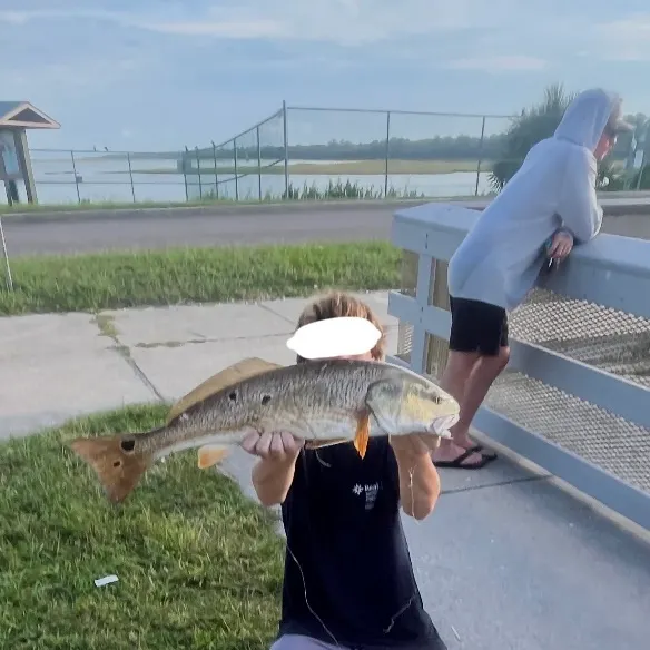 Red drum caught on Fishbrain
