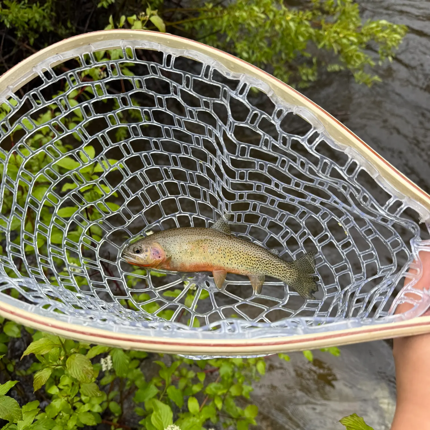The most recent Westlope cutthroat trout catches on Fishbrain