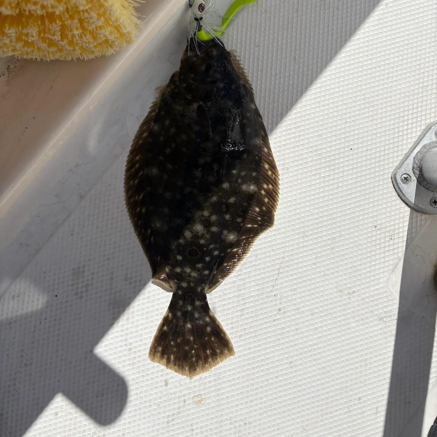 Summer flounder caught on Fishbrain