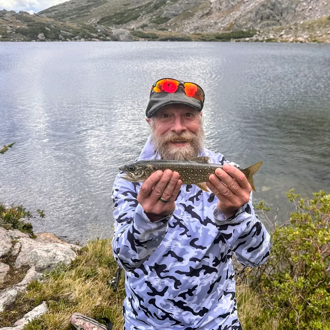 Splake caught on Fishbrain