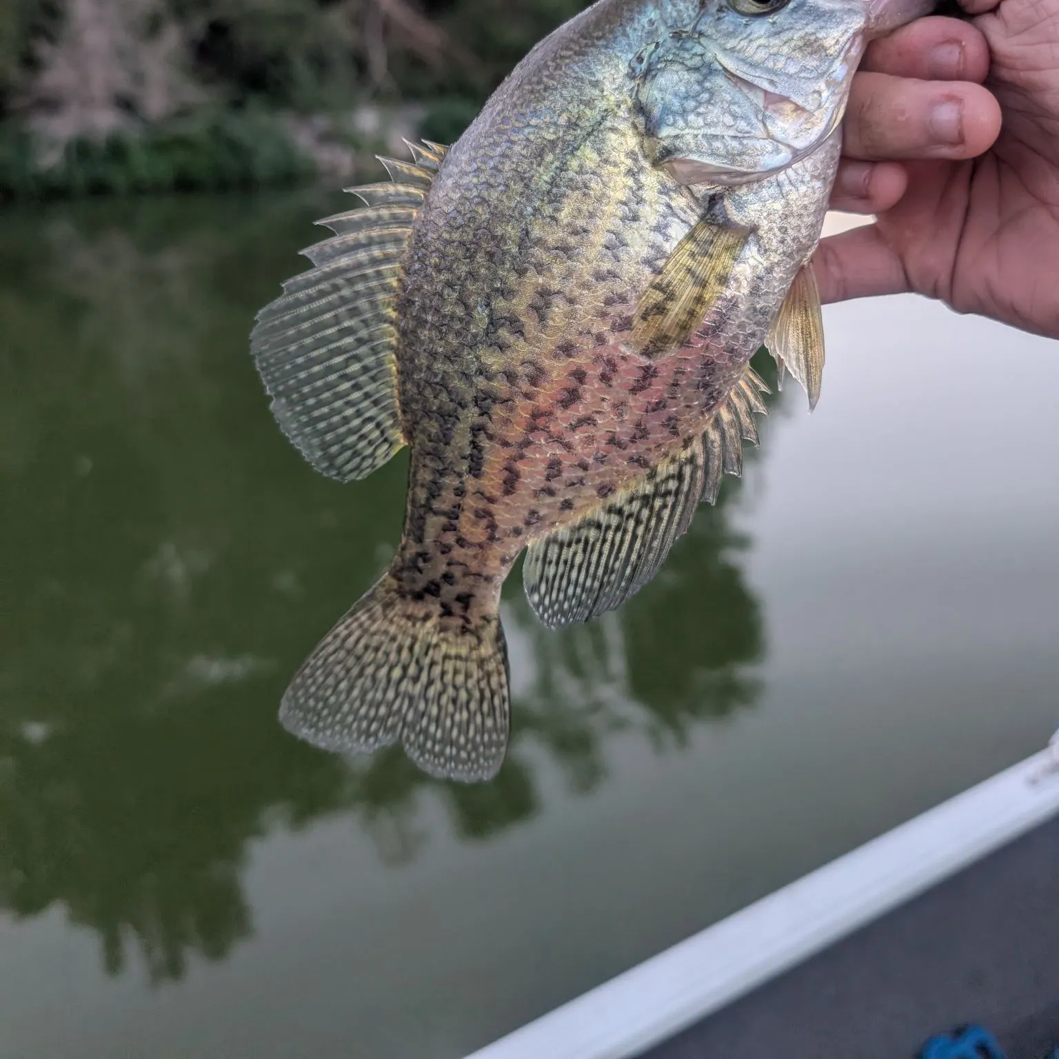 Black crappie caught on Fishbrain