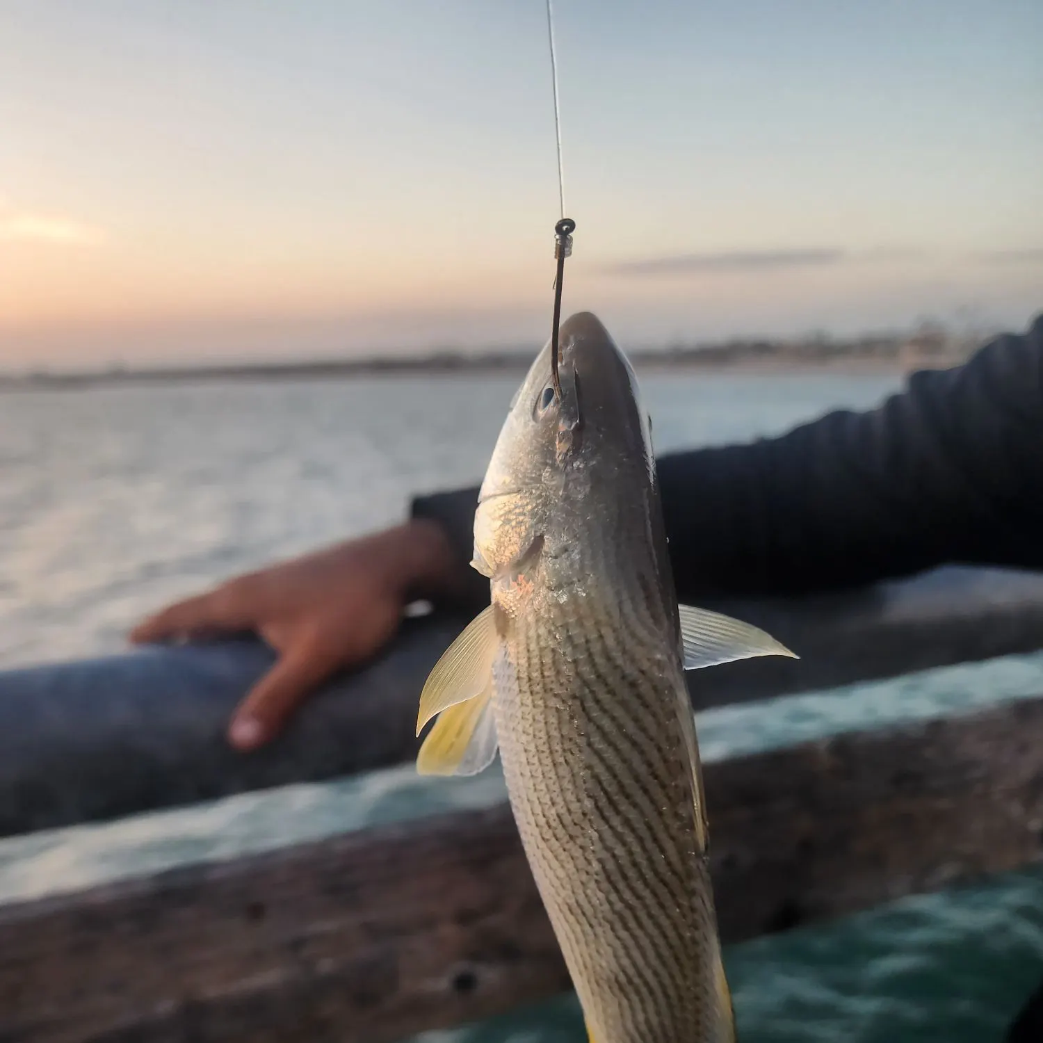 Fish caught on Fishbrain