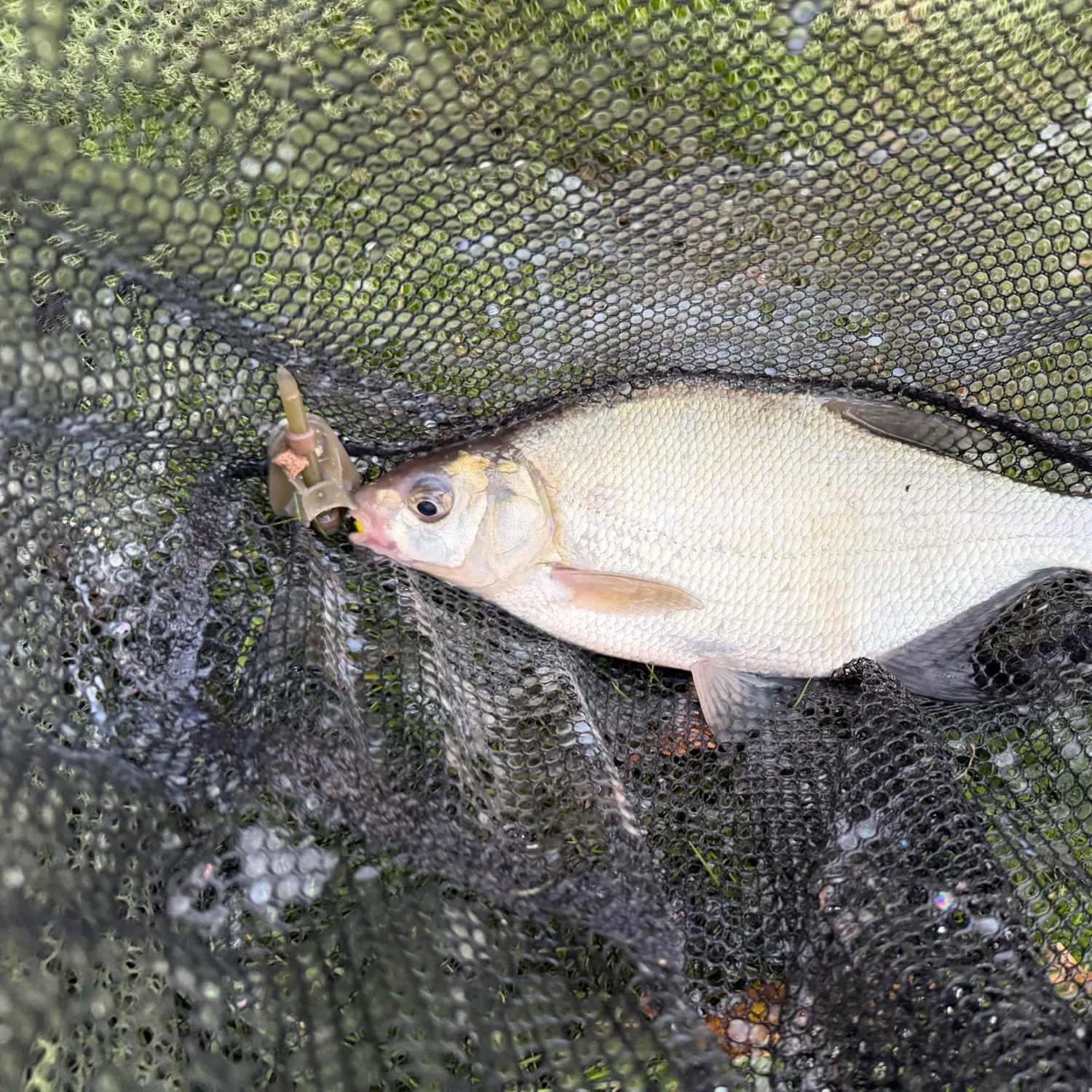 Common bream caught on Fishbrain