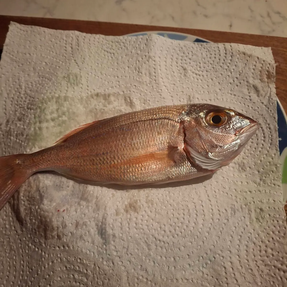 The most recent Common pandora catches on Fishbrain