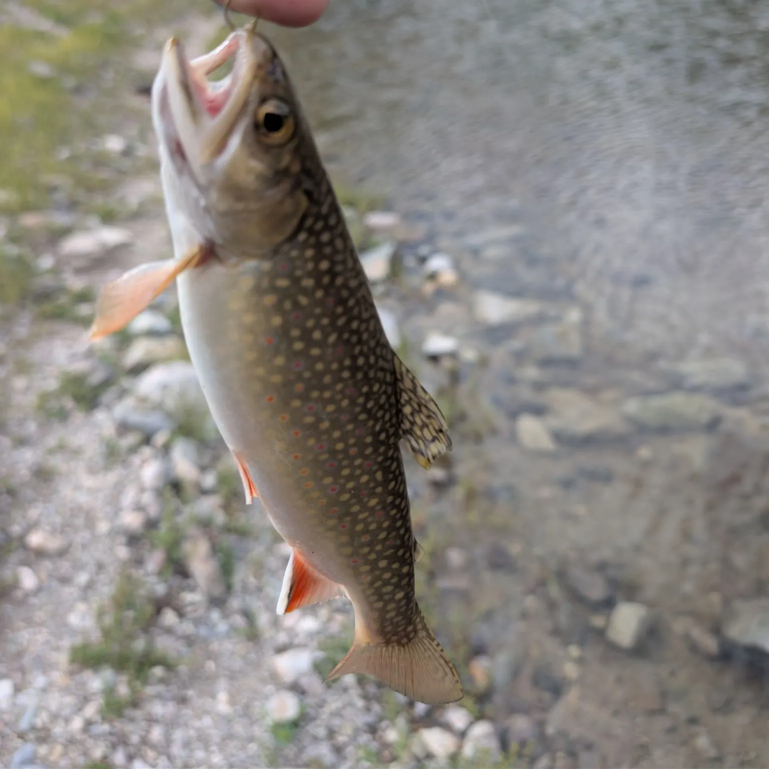 Brook trout caught on Fishbrain
