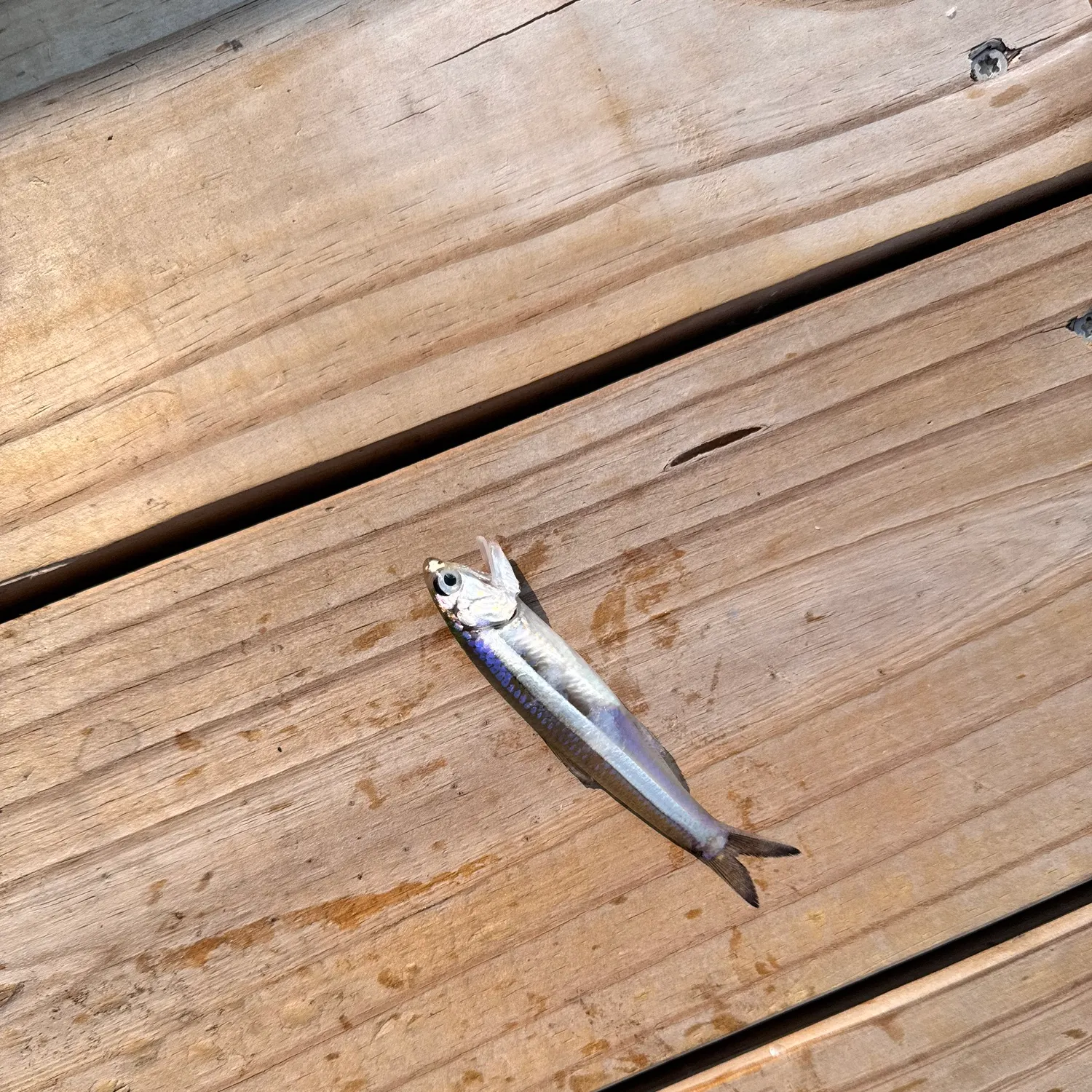 Bay anchovy caught on Fishbrain