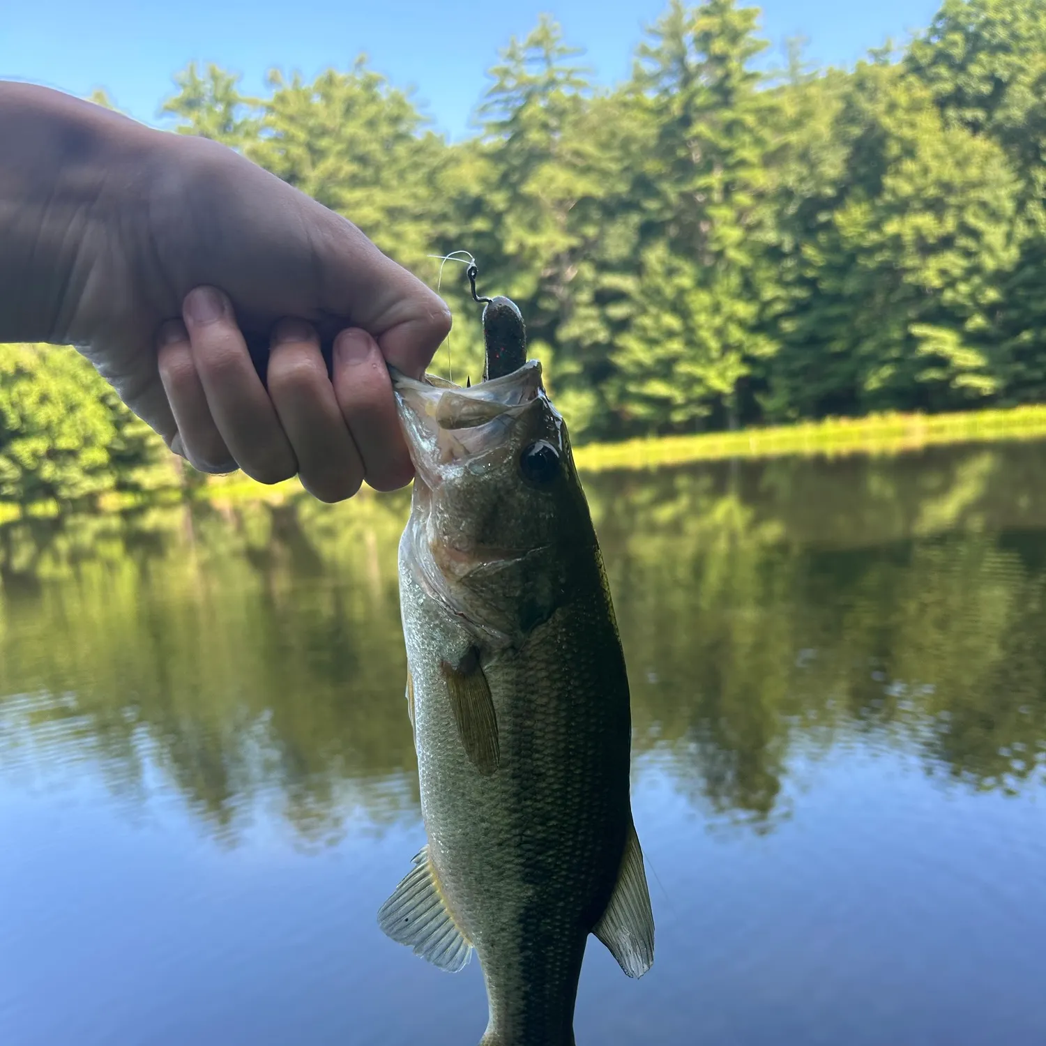Largemouth bass caught on Fishbrain