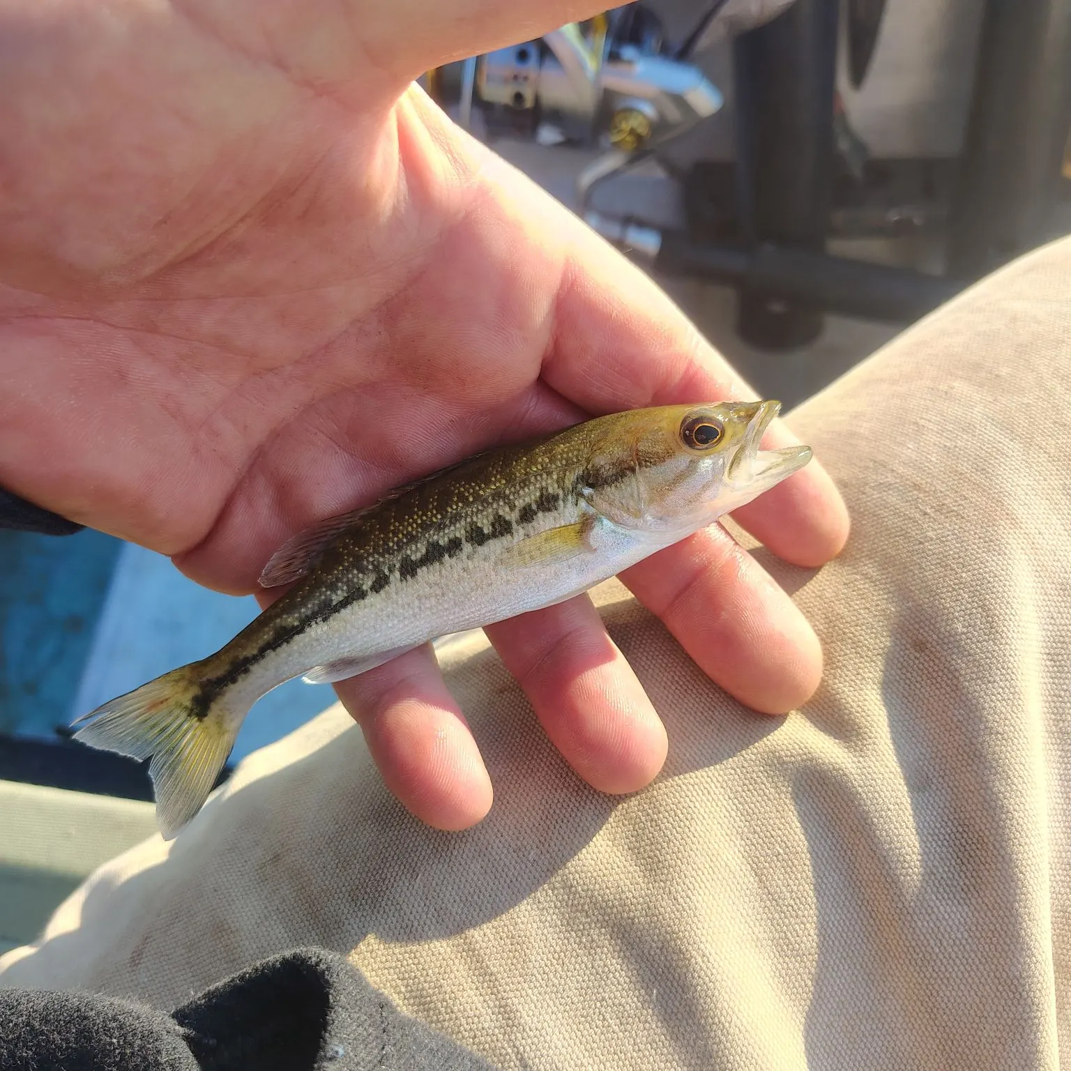 Spotted bass caught on Fishbrain
