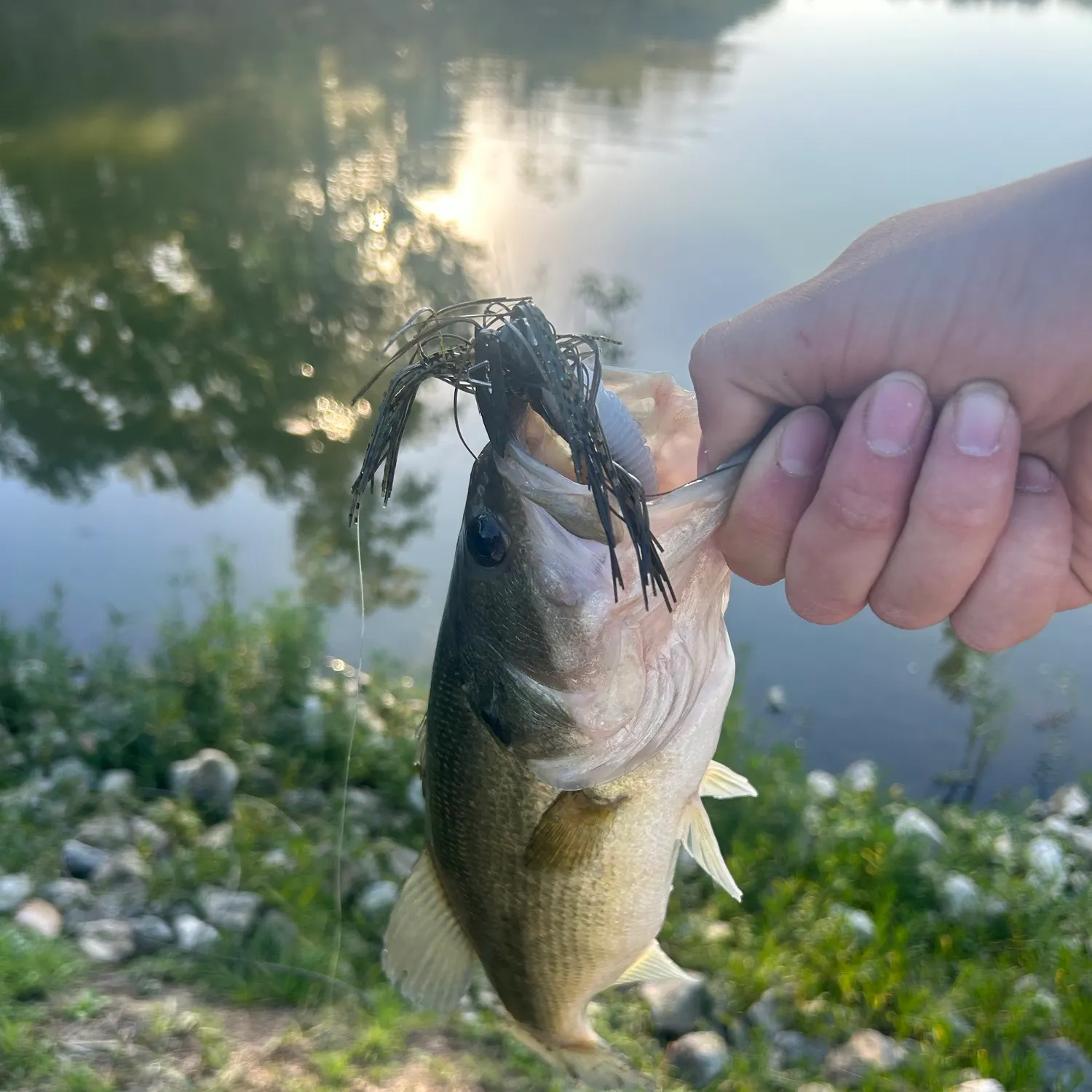Largemouth bass caught on Fishbrain