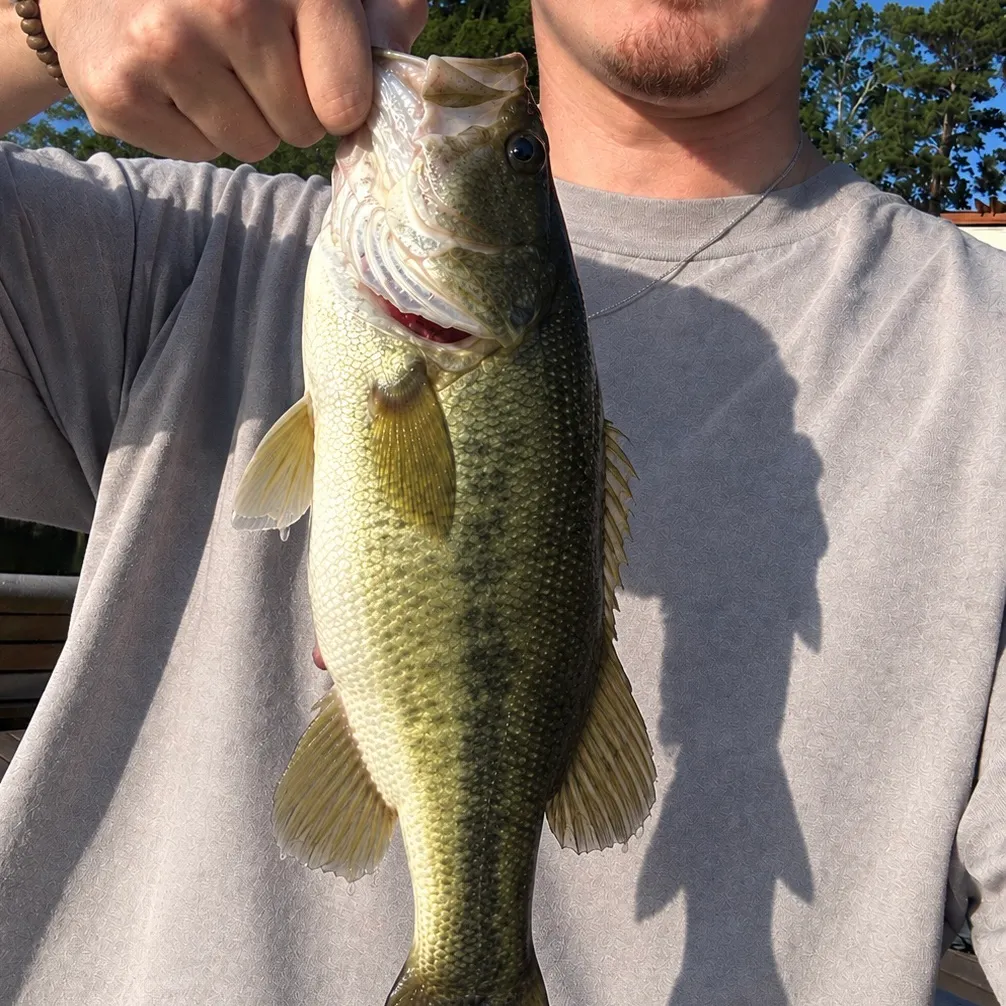 Largemouth bass caught on Fishbrain