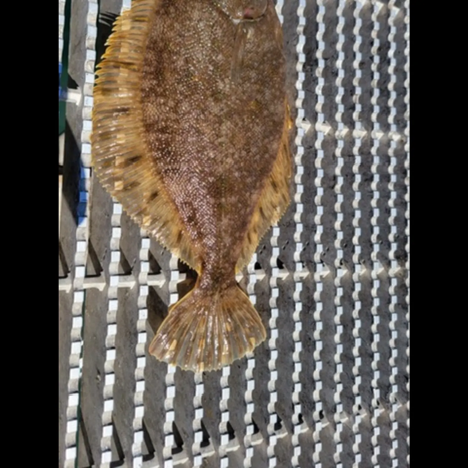 The most recent Starry flounder catches on Fishbrain