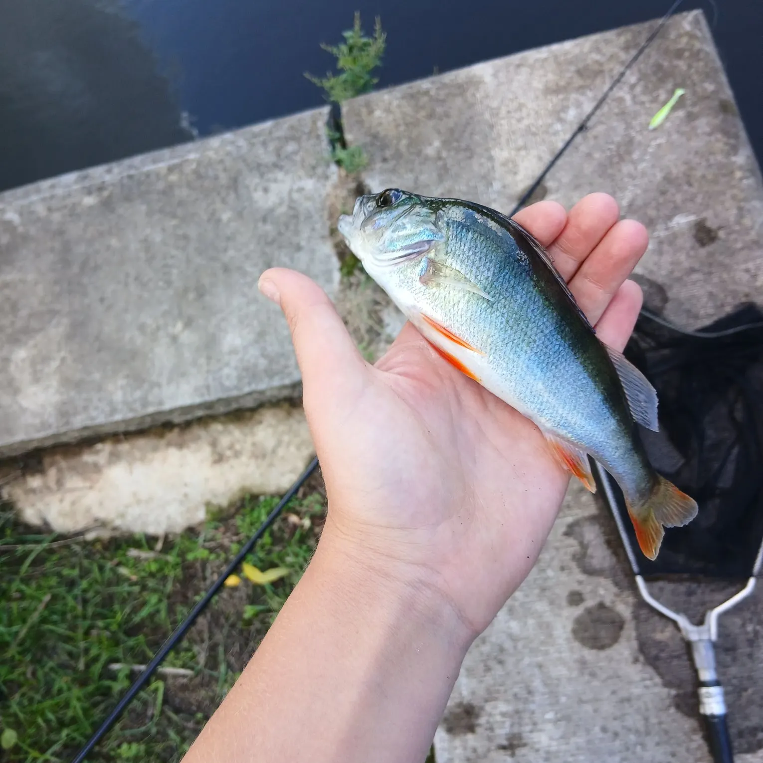 European perch caught on Fishbrain