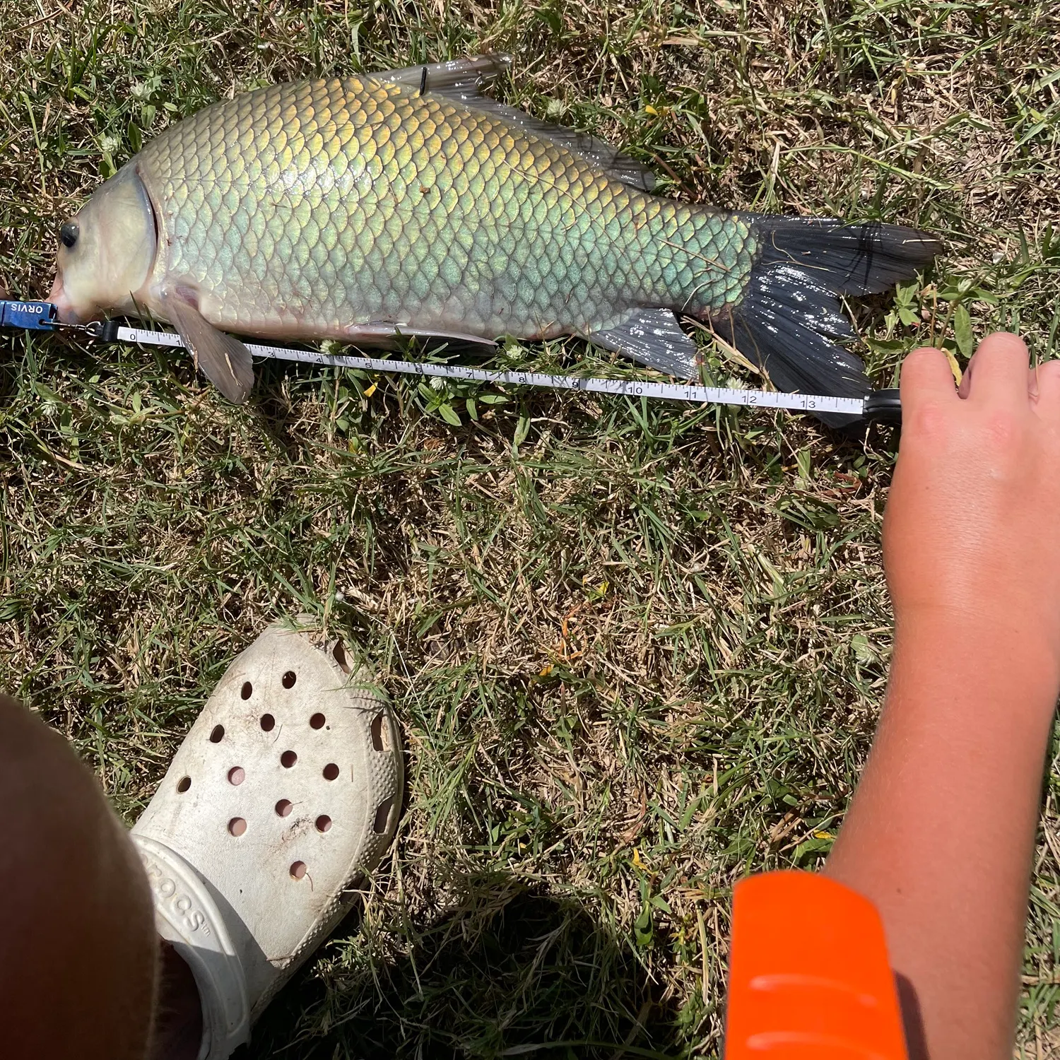The most recent Smallmouth buffalo catches on Fishbrain