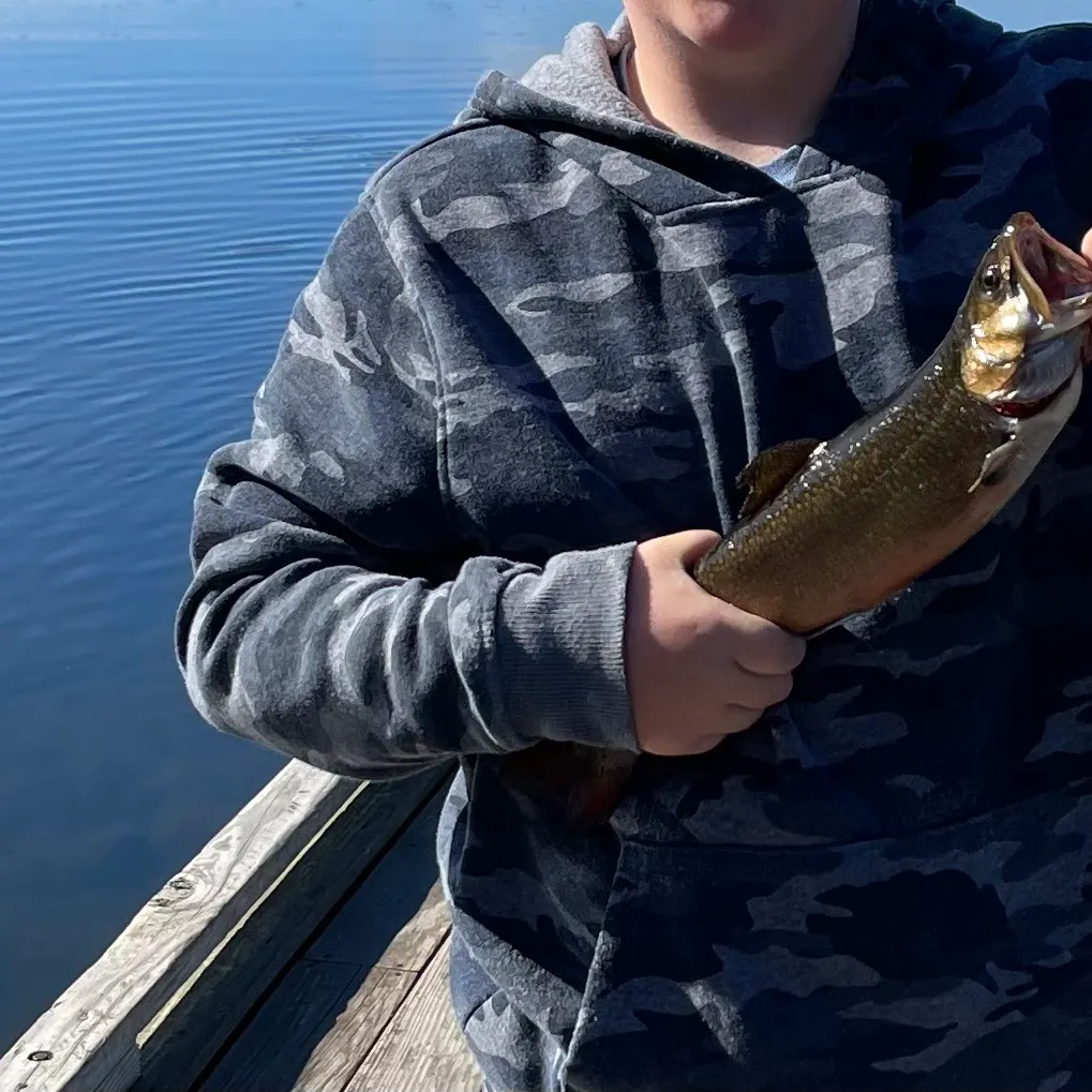 Brown trout caught on Fishbrain