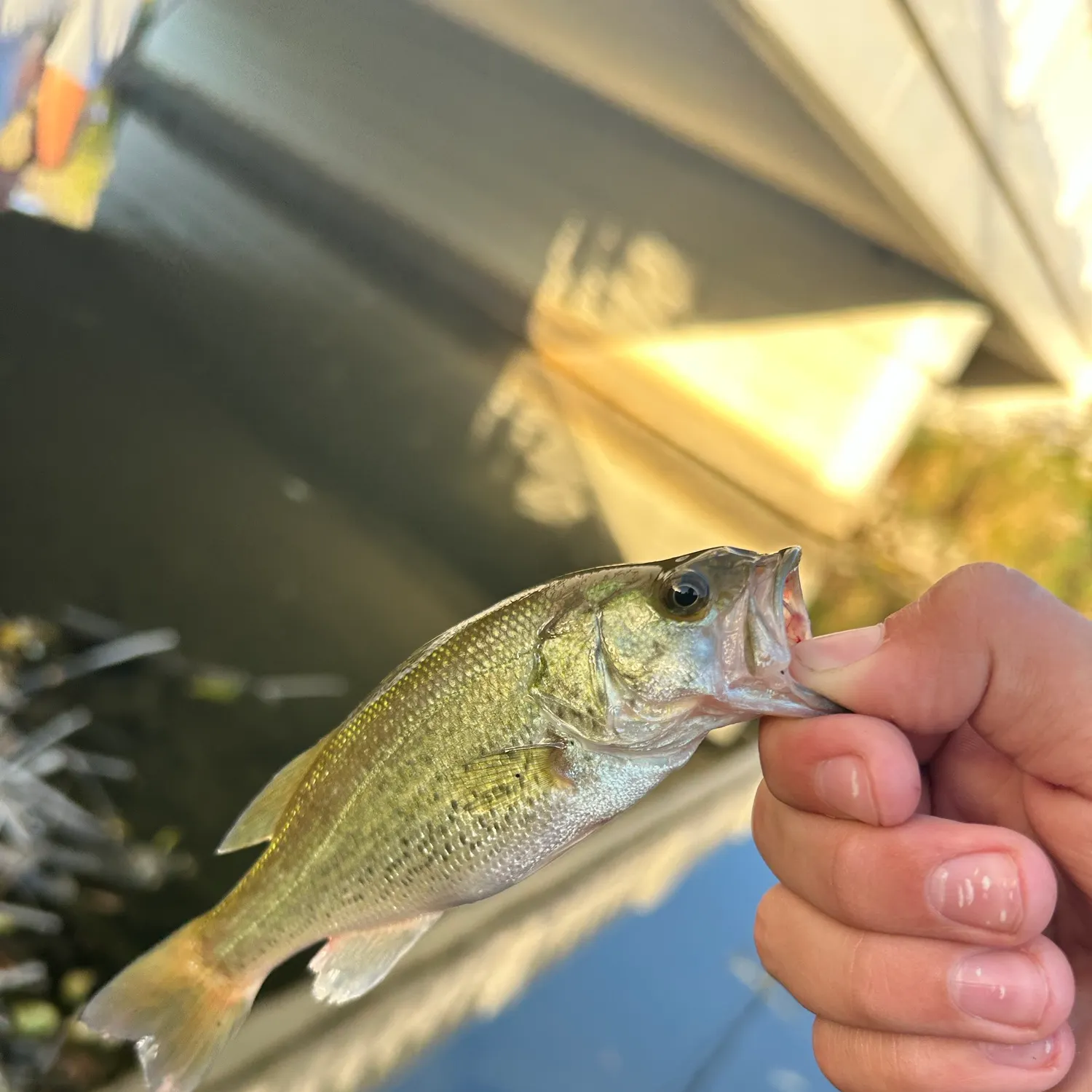 Spotted bass caught on Fishbrain