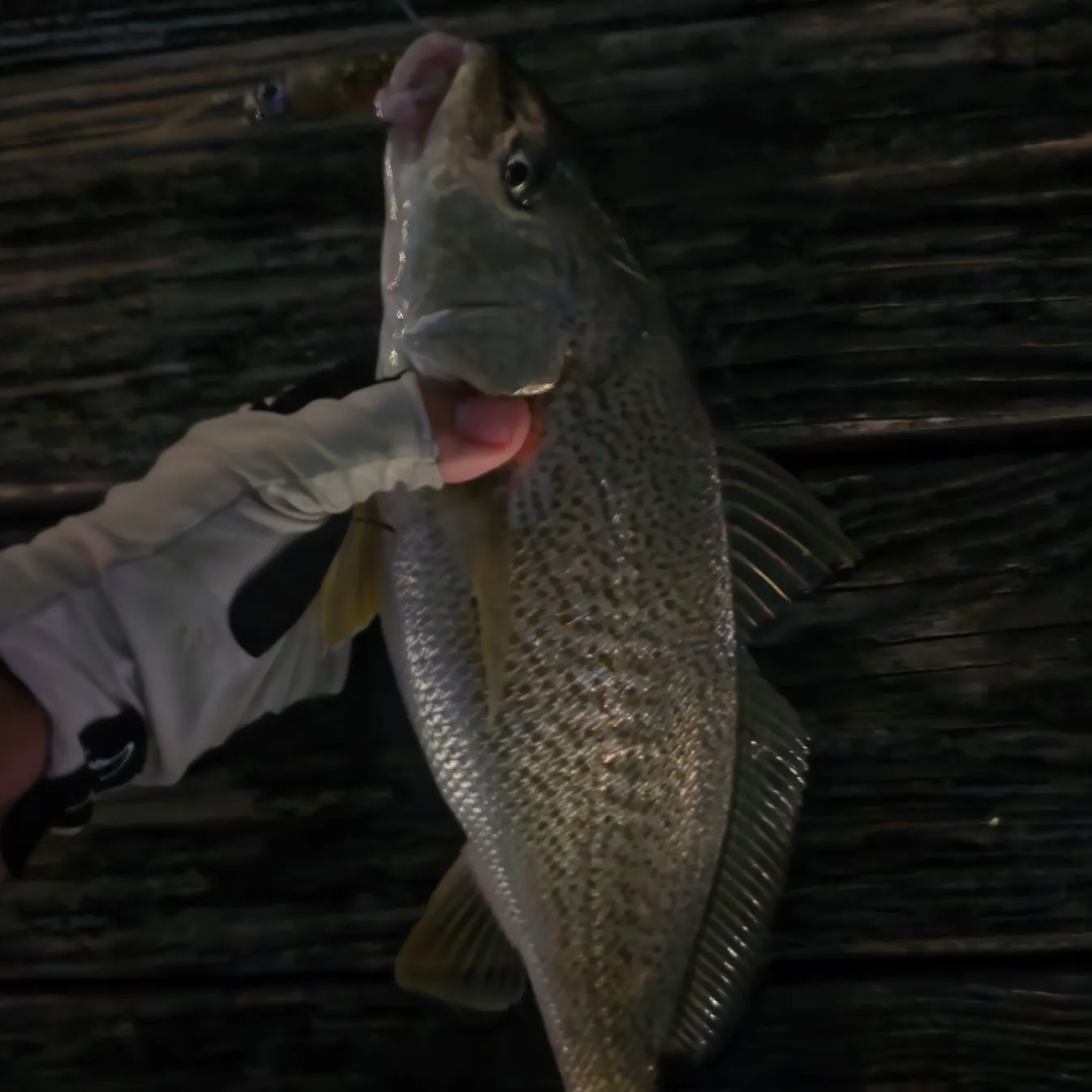 Atlantic croaker caught on Fishbrain