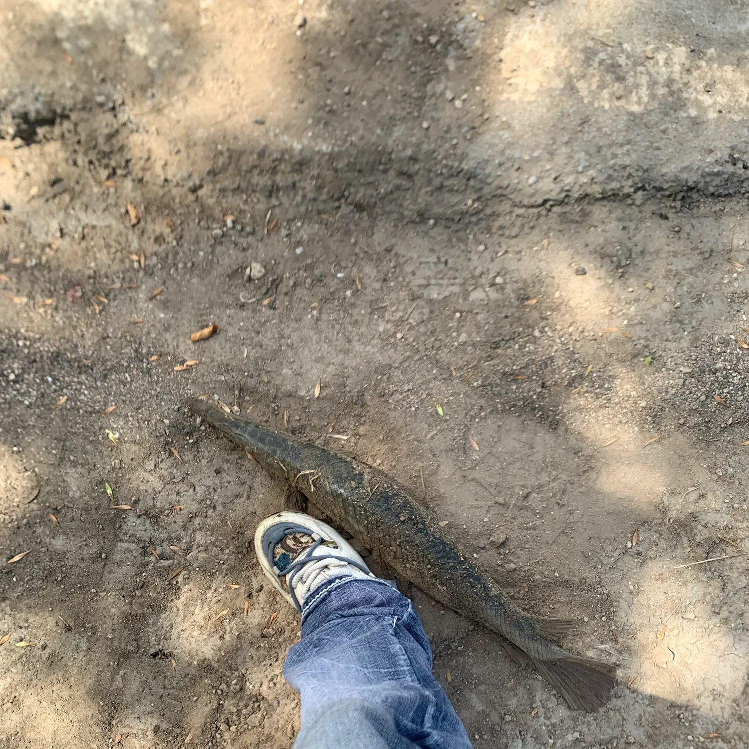 Spotted gar caught on Fishbrain