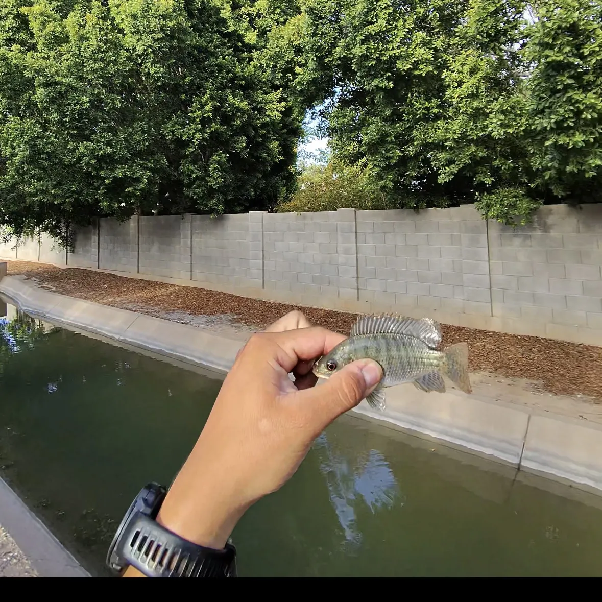 The most recent Nile tilapia catches on Fishbrain