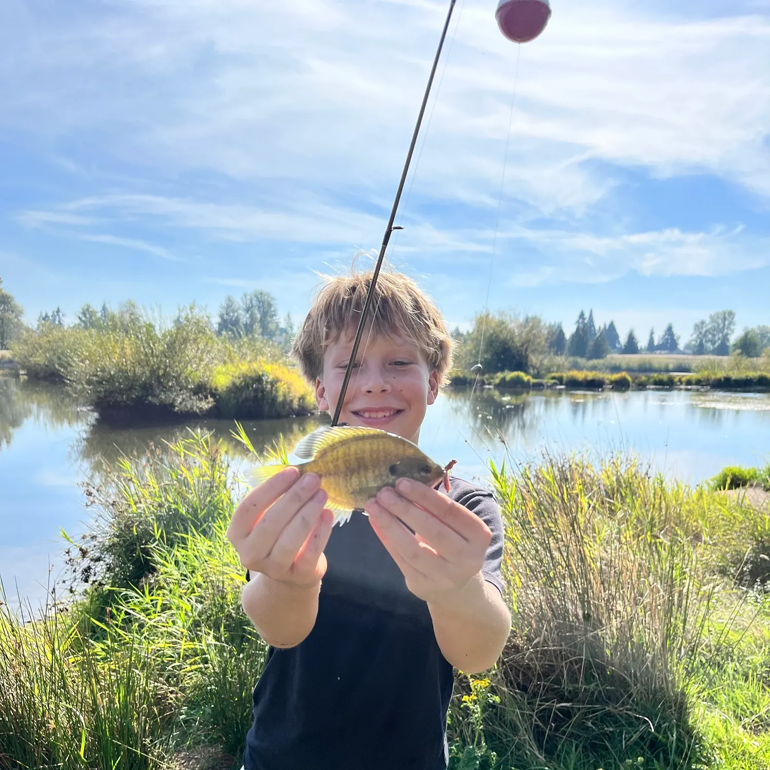 The most recent Redbreast sunfish catches on Fishbrain
