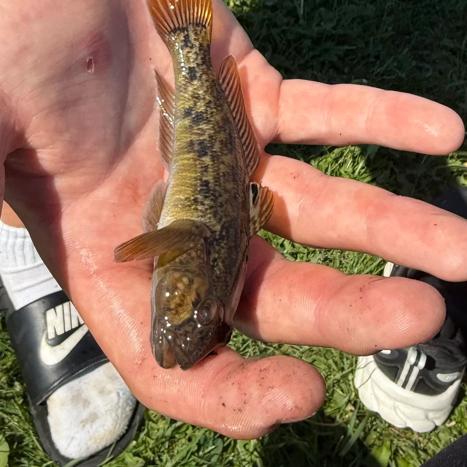 Round goby caught on Fishbrain