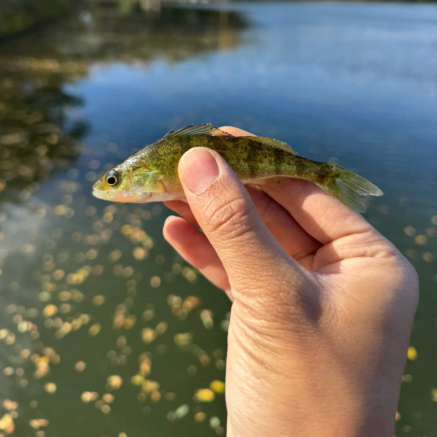 Yellow perch caught on Fishbrain