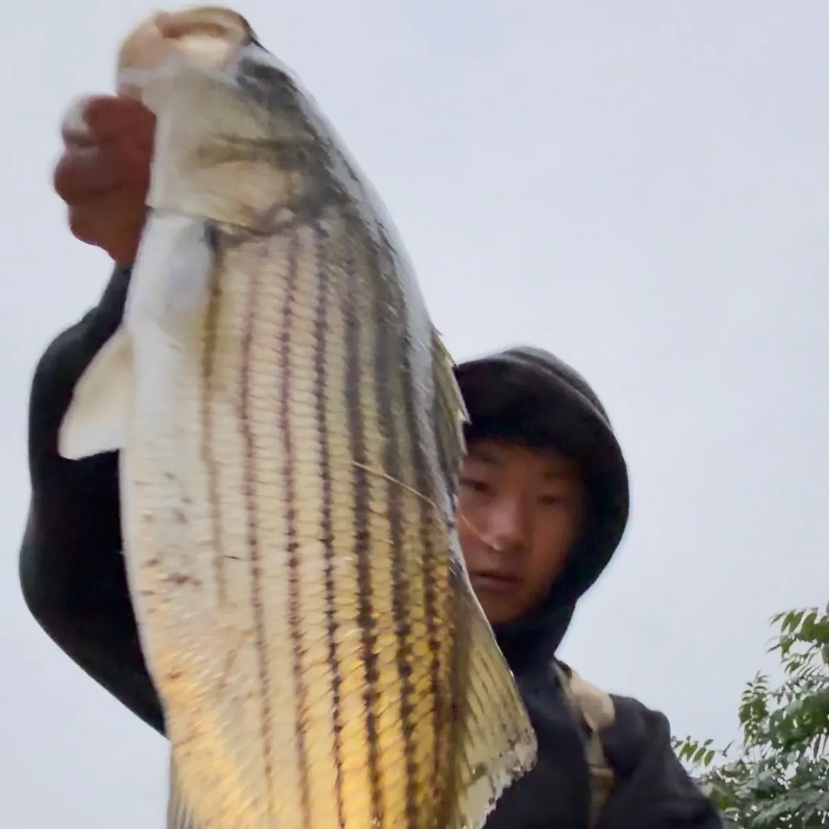Striped bass caught on Fishbrain