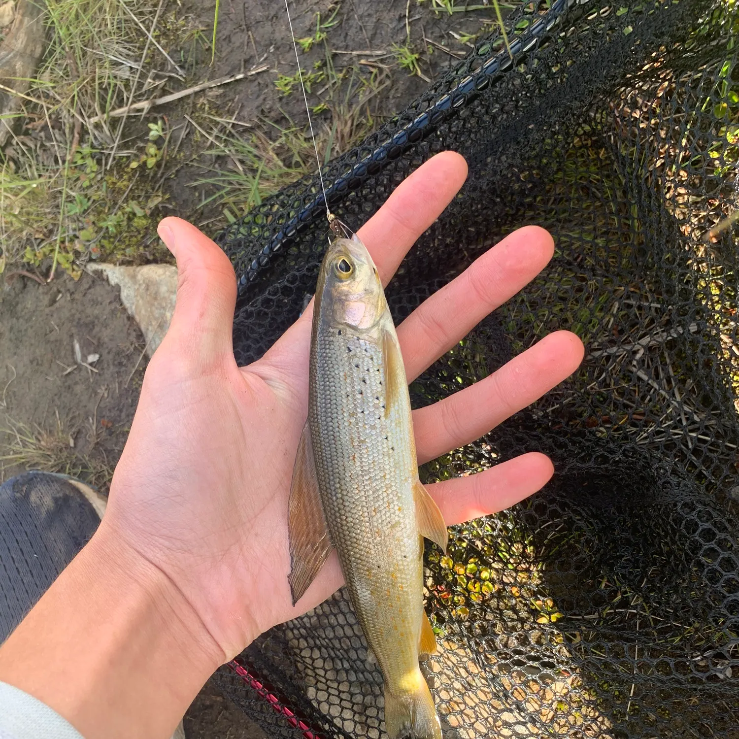 The most recent Arctic grayling catches on Fishbrain