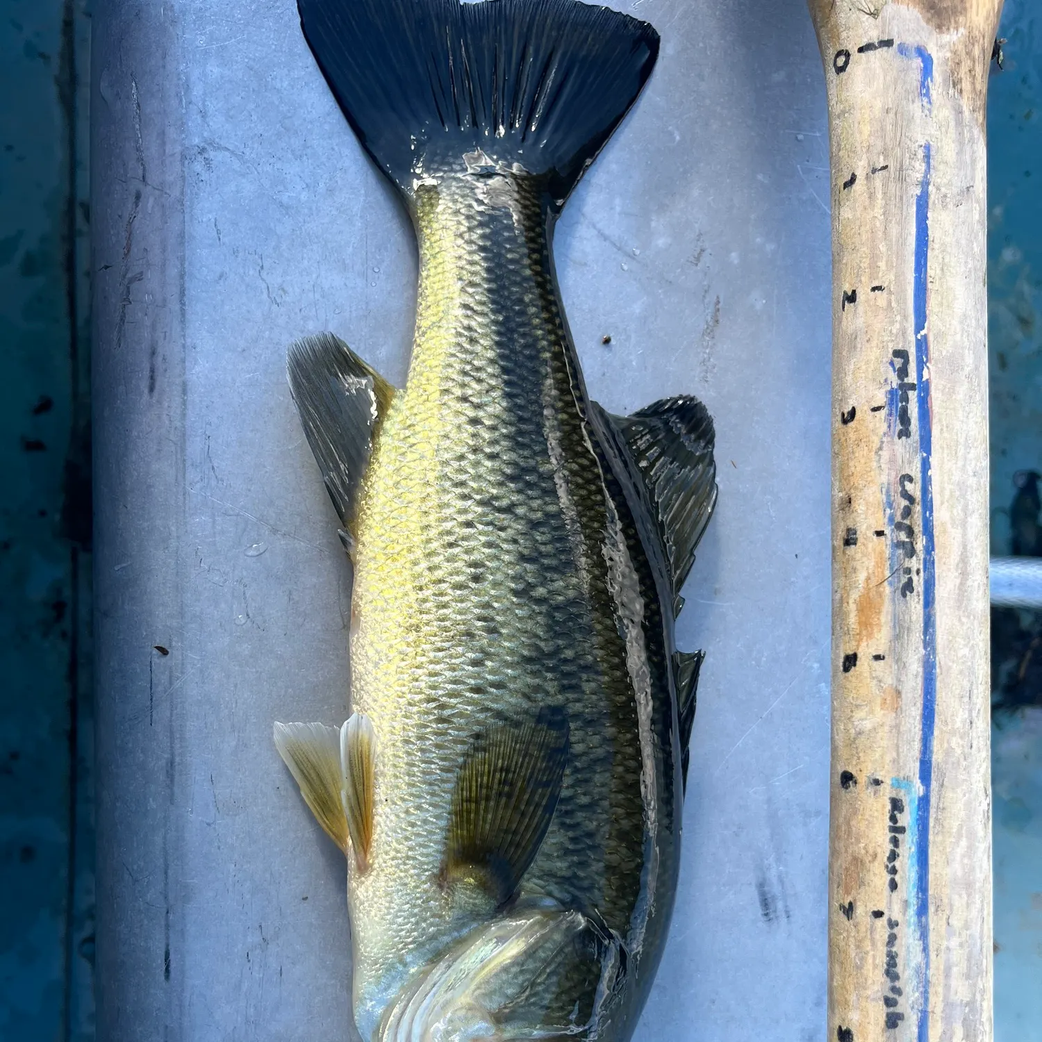 Largemouth bass caught on Fishbrain