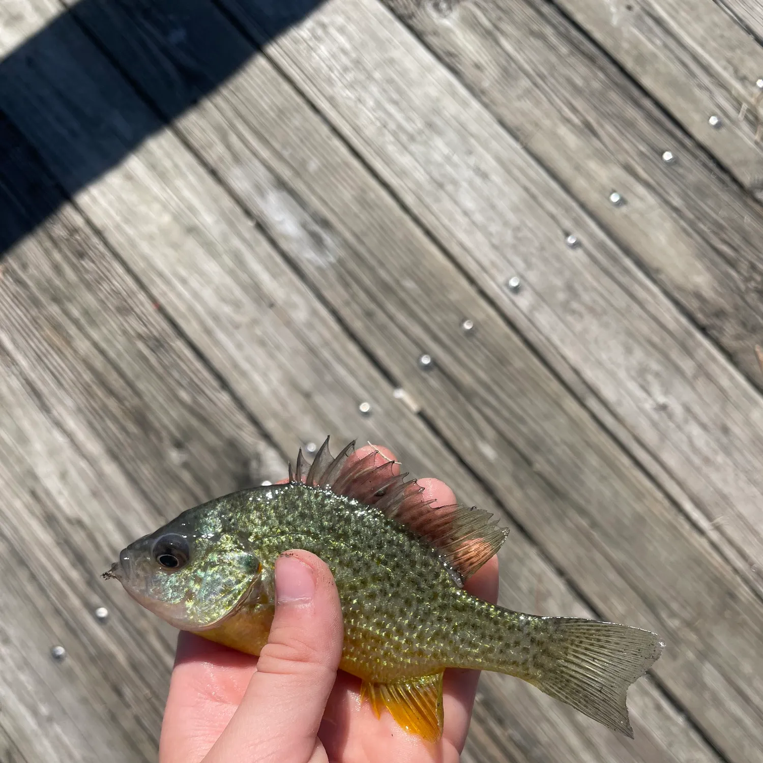 Greengill hybrid caught on Fishbrain