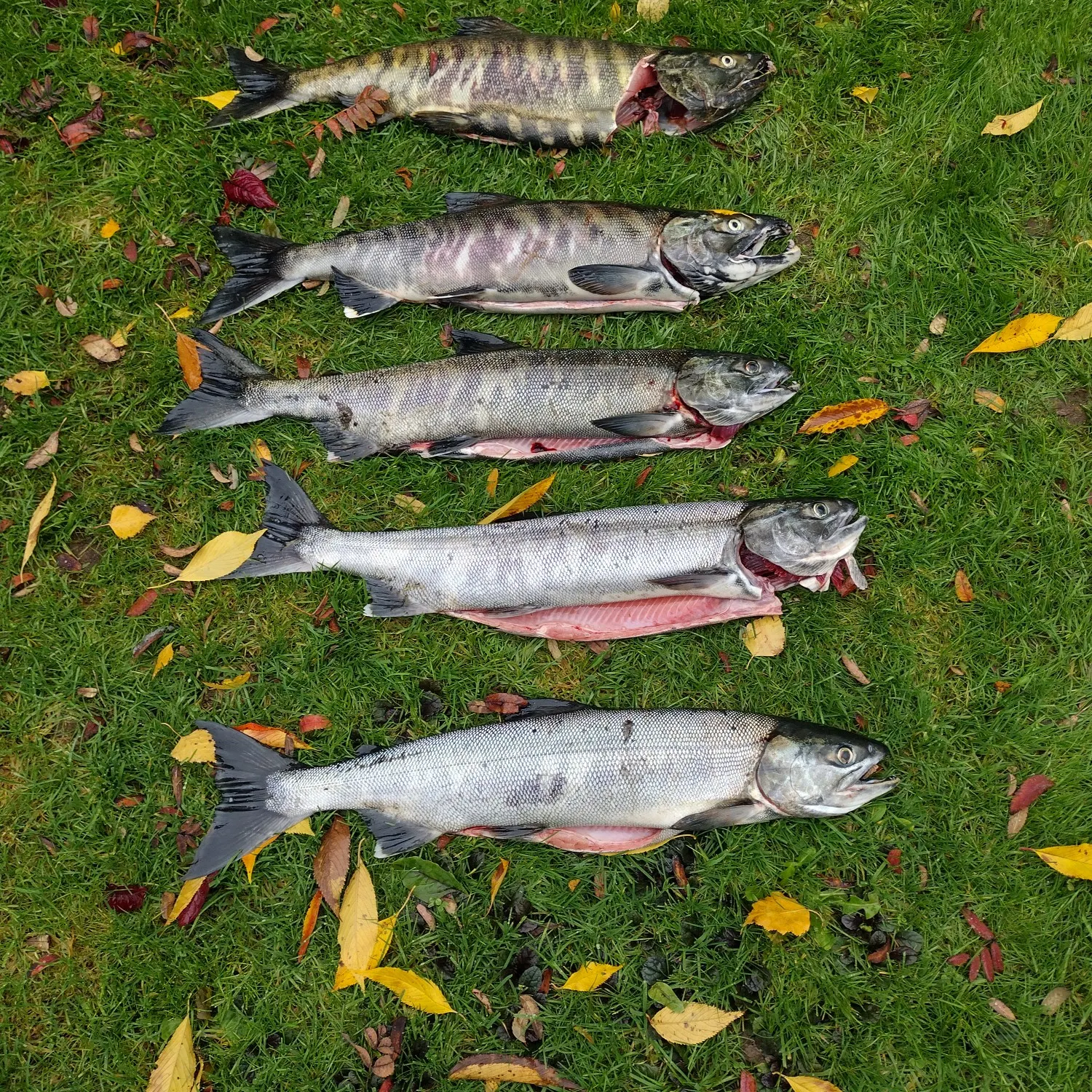 recently logged catches