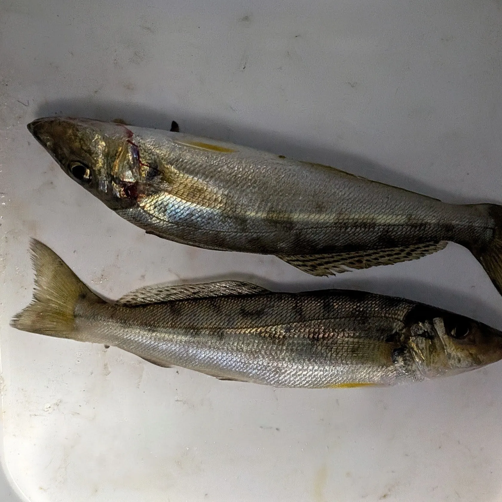 King George whiting caught on Fishbrain