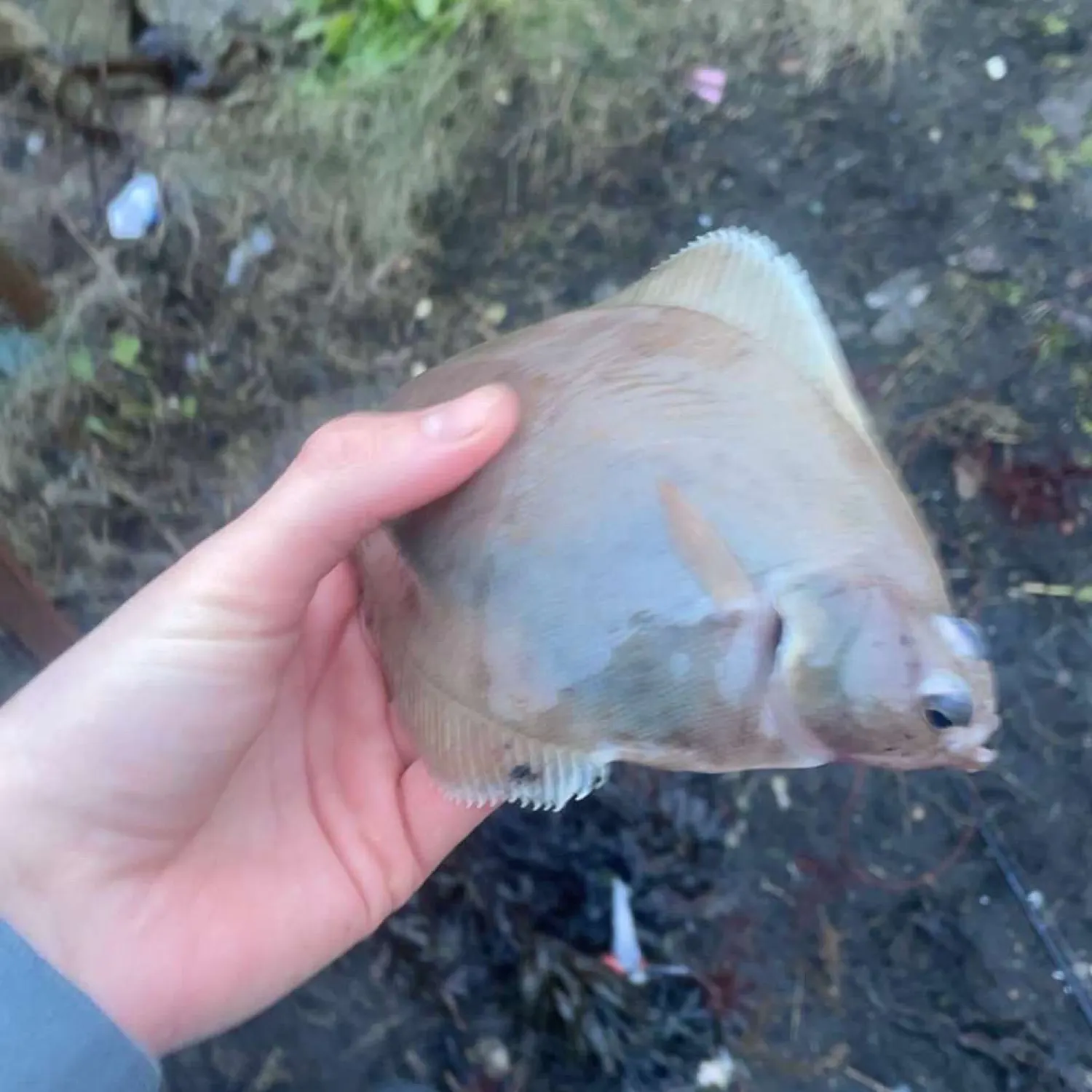 The most popular recent European plaice catch on Fishbrain