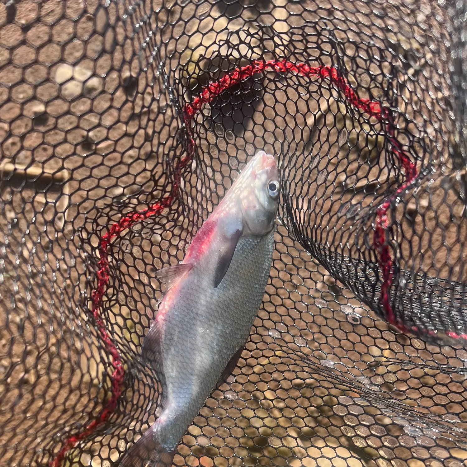 Common bream caught on Fishbrain