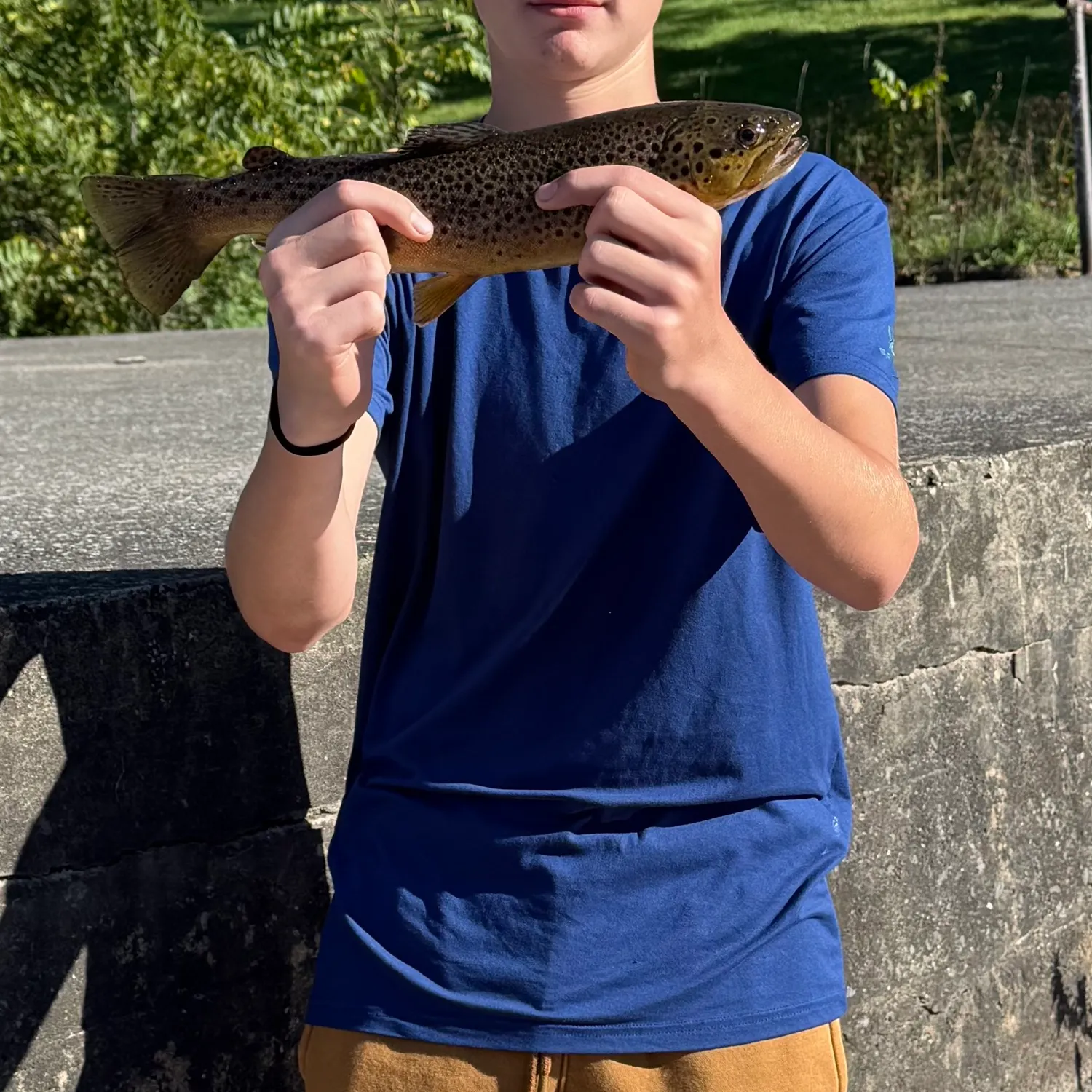 Brown trout caught on Fishbrain