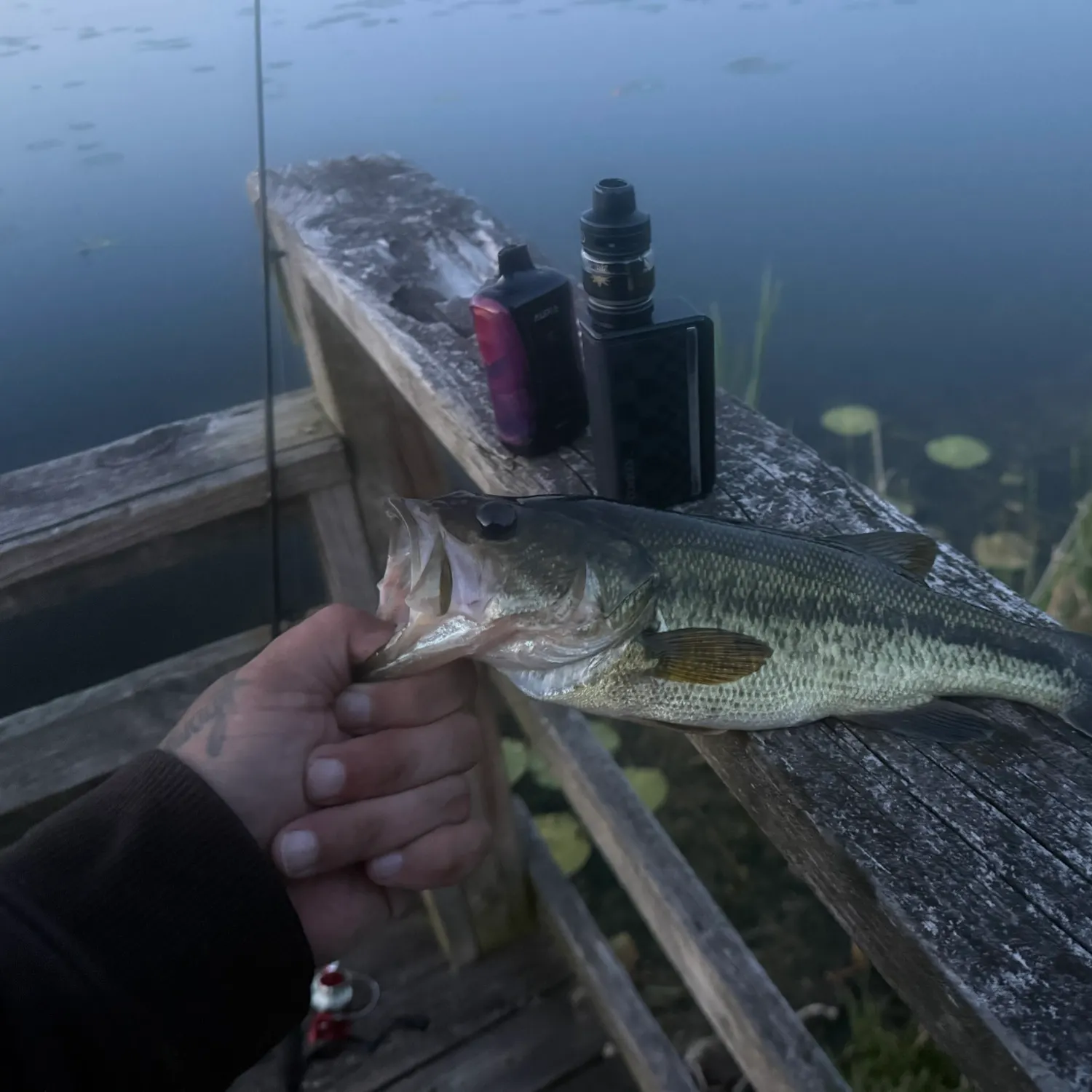 recently logged catches