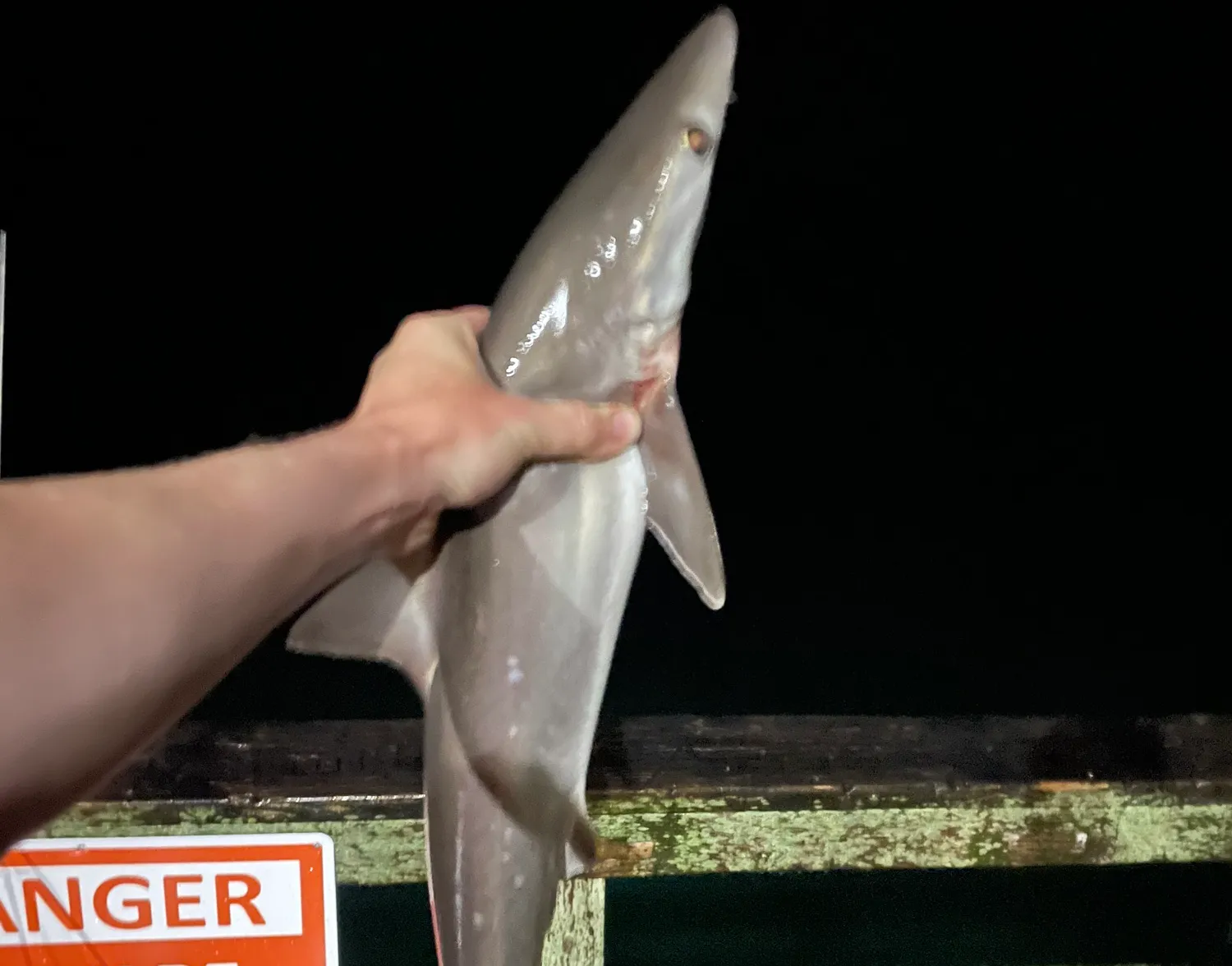 Atlantic sharpnose shark