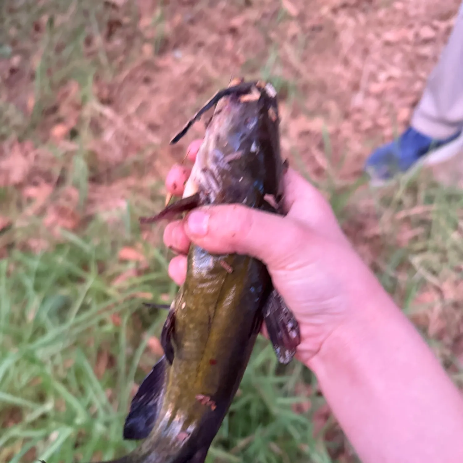 Yellow bullhead caught on Fishbrain