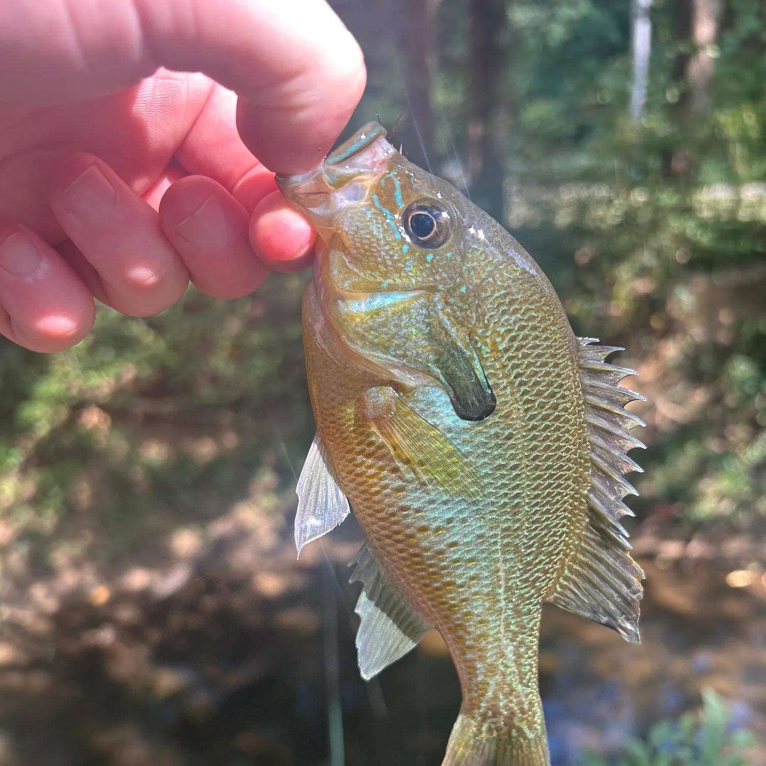 Redbreast sunfish caught on Fishbrain