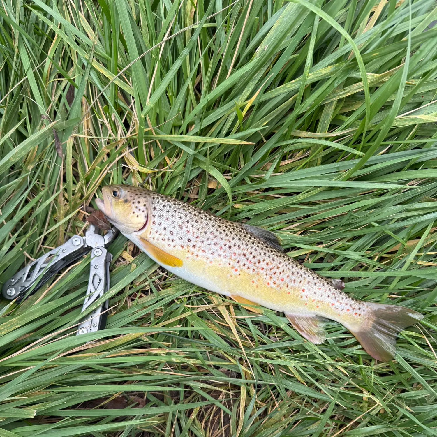 Brown trout caught on Fishbrain