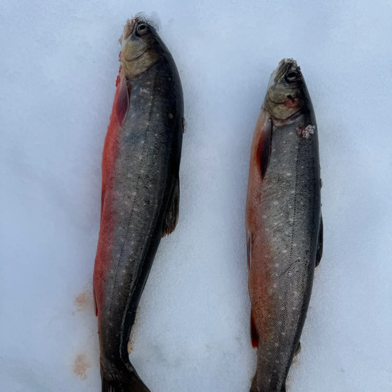 The most recent Arctic char catches on Fishbrain